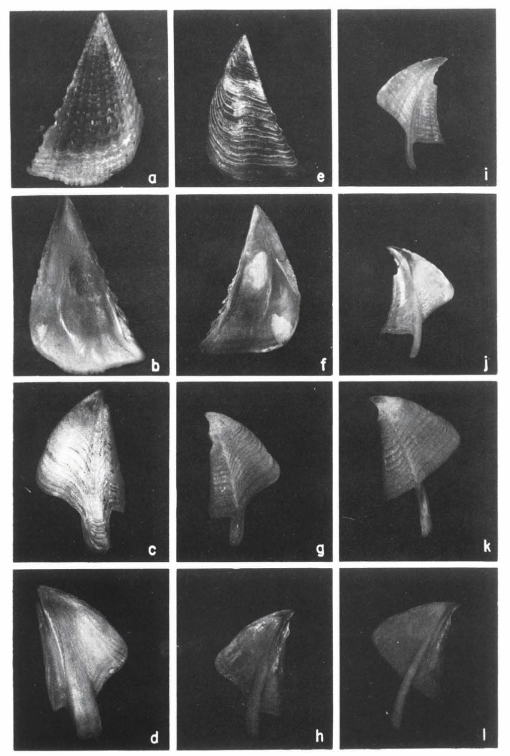 34 ZOOLOGISCHE VERHANDELINGEN 235 (1986) Fig. 9. Megabalanus occator (Darwin), a-d, external and internal views of opercular valves (Philippine Islands, USNM 52116).