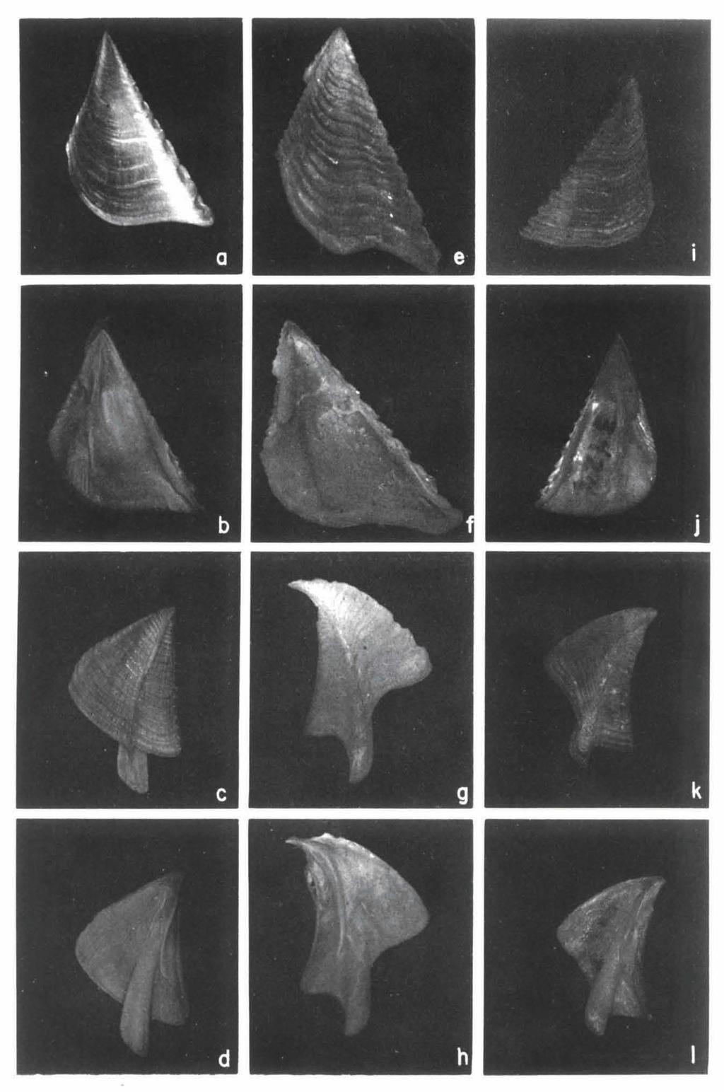 38 ZOOLOGISCHE VERHANDELINGEN 235 (1986) Fig. 10. Megabalanus rosa (Pilsbry). a-d, external and internal views of opercular valves (Japan, USNM 177932). Megabalanus spinosus (Bruguiere).