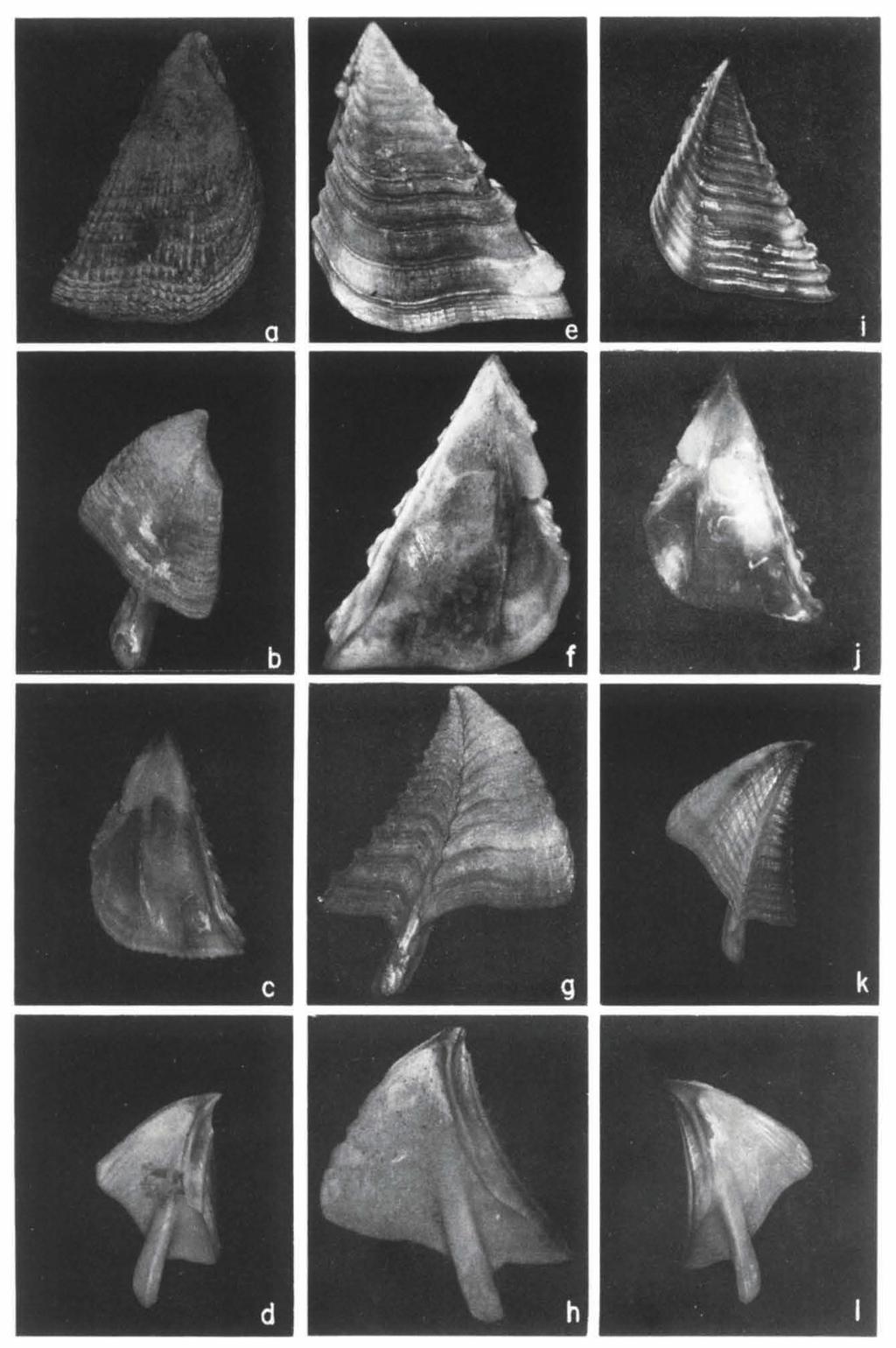 48 ZOOLOGISCHE VERHANDELINGEN 235 (1986) Fig. 12. Megabalanus volcano (Pilsbry).