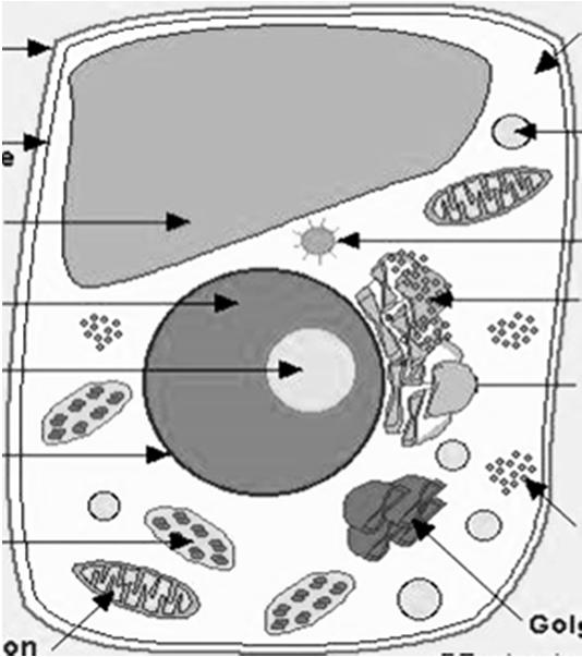 67. List all the components of the Cell Theory : 68. What does the Endosymbiotic Theory attempt to explain? Label all the organelles on the following diagram. A B F A B C D E F G H Cell Transport 69.
