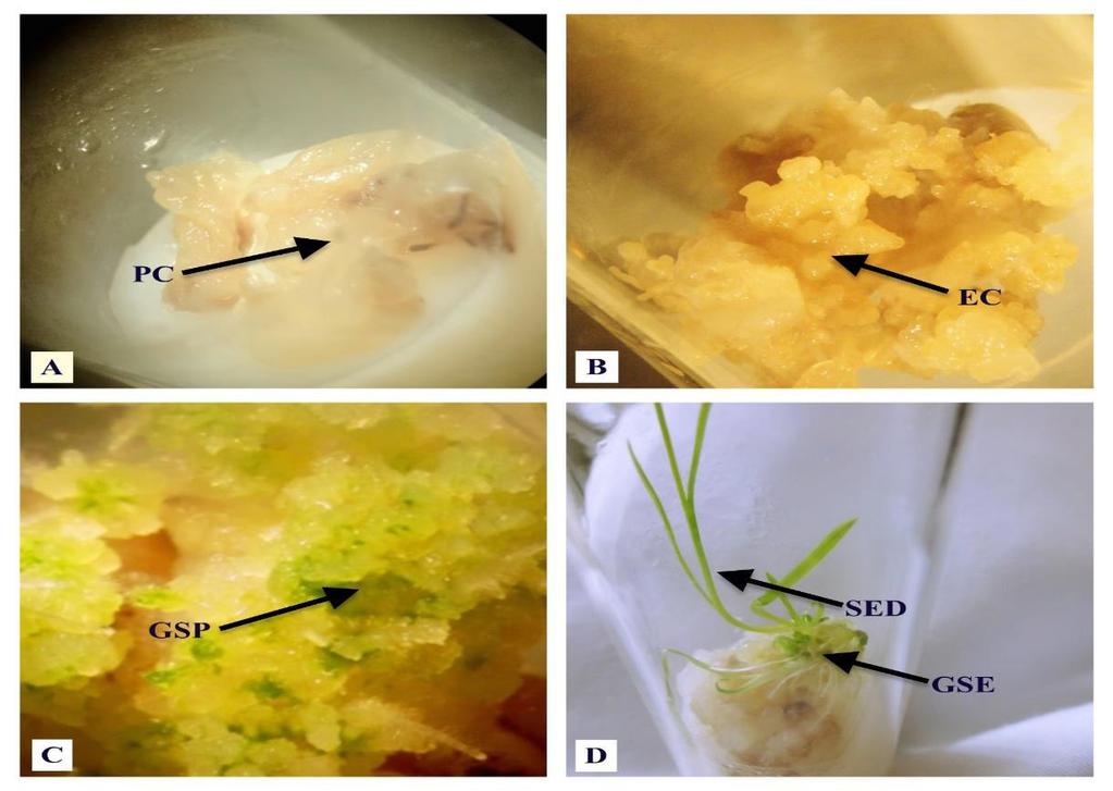 Figure 4. Rice micropropagation stages. A- Primary callus (PC). B-Embryogenic callus (EC). C-Green spots (GSP). D-Germinated somatic embryos (GSE) and Seedlings (SED). References Abdul-Qadir L.H.