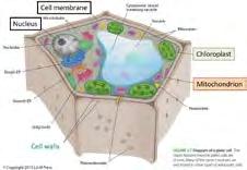 Amoeba hunts and kills paramecia and stentor Eukaryotic photosynthetic cells Eukaryotic organelles are odd in many ways Organelles: membrane bound compartments in a cell Nucleus, chloroplasts, and