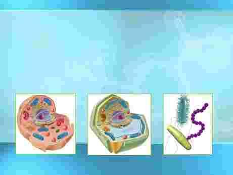Basic types of cells: Animal Cell
