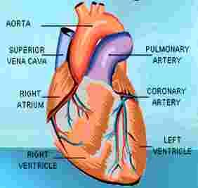Heart (Animal Organ) Several organs and tissues work