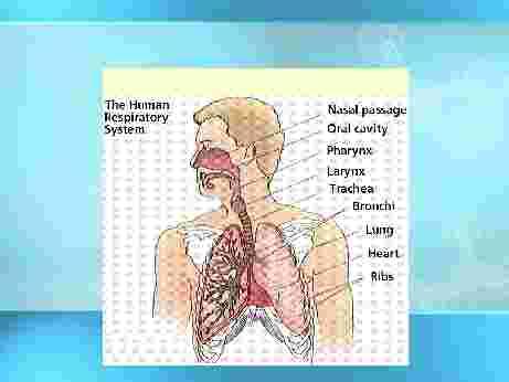 System Respiratory
