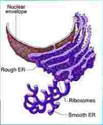 Powerhouse Mitochondrion ( mitochondria ) Rod shape Site of Cellular respiration 13 14