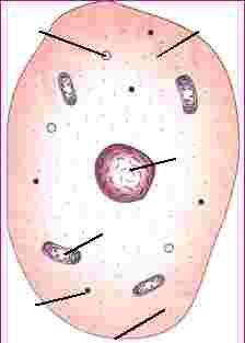 mitochondrion nucleus cell membrane