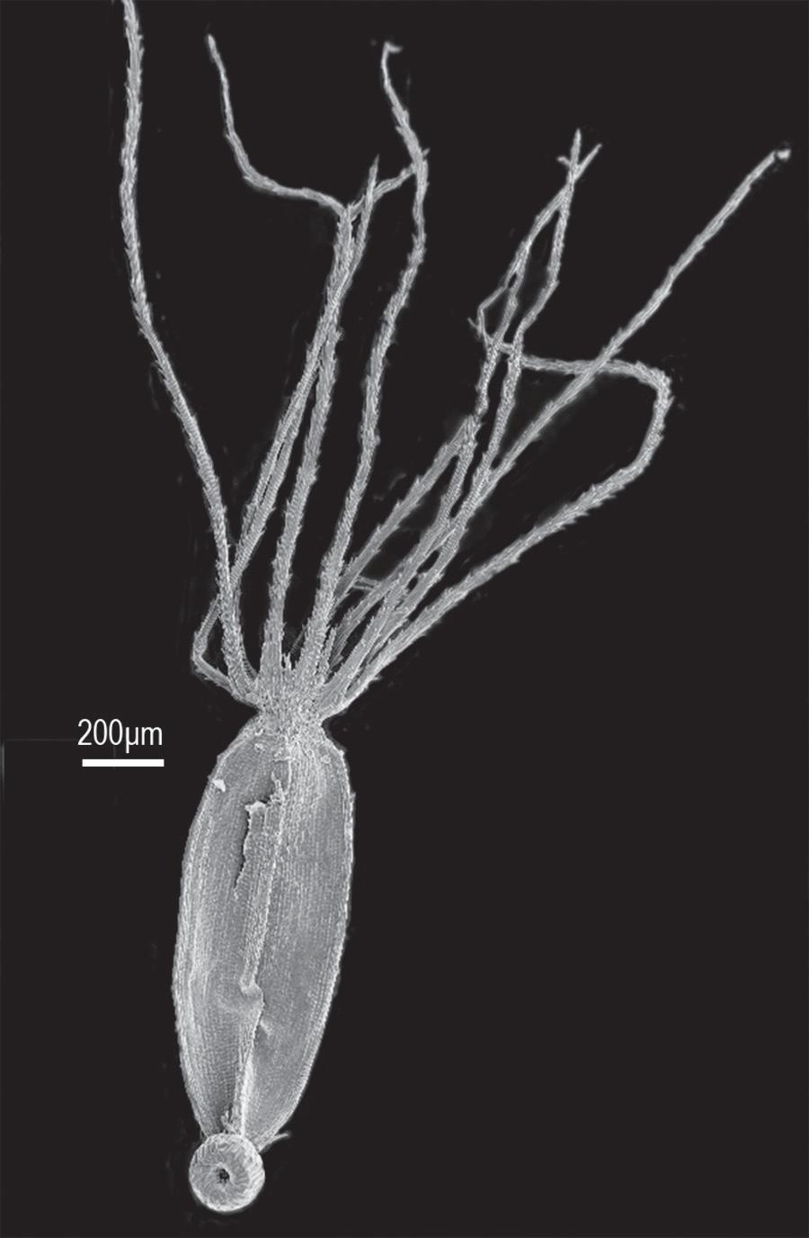 Zyzyura, a new genus of Eupatorieae (Asteraceae) from Belize 5 Figure 2. Zyzyura mayana, cypsela showing pappus of c. 10 non-contiguous bristles.