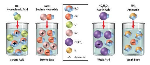 What is the difference between strong and weak acids and bases?