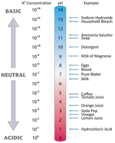 The ph Scale As you know, water can act as either a proton donor (in the form of the hydronium ion, H3O + ) or a proton acceptor (as OH - ).