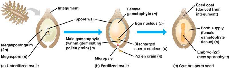 Within the sporophyte Ovule Integument surrounds and protects ;opening (micropyle) Megasporangium meiosis megaspores megagametophyte Microsporangium