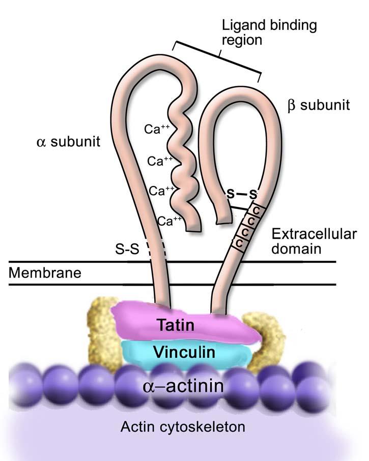 After SM Albelda, CA Buck, FASEB J., 4:2868 (1990) Schematic of a typical integrin The RGD* amino acid sequence on adhesion proteins (e.g., fibronectin) was identified as the integrin-binding region (i.