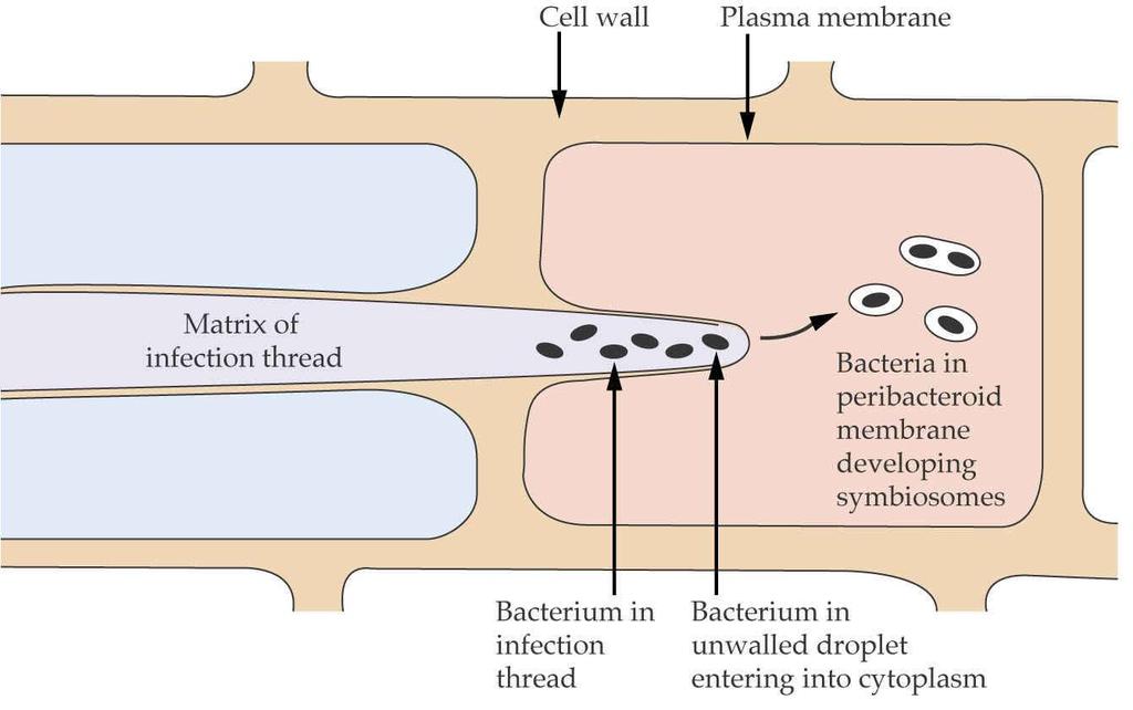 Fig. 4. Release of Bacteria From a Walled Infection Thread into a Target Cortical Cell.
