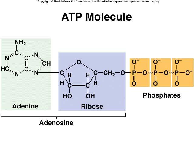 CELLS RECYCLE the ATP they use for work. 9 Cells hydrolyze these bonds.