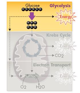 Stages of Cellular Respiration Glycolysis produces only a small amount of energy.