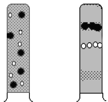 Fig.28.5: Before and After Centrifugation DNA 28.8 ISOPYCNIC CENTRIFUGATION In isopycnic technique, the density gradient column encompasses the whole range of densities of the sample particles.