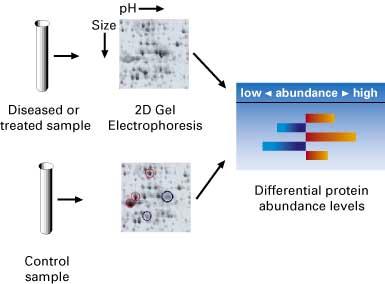 2D-gels Comparing Proteomes For Differences in Protein Expression Comparing Different