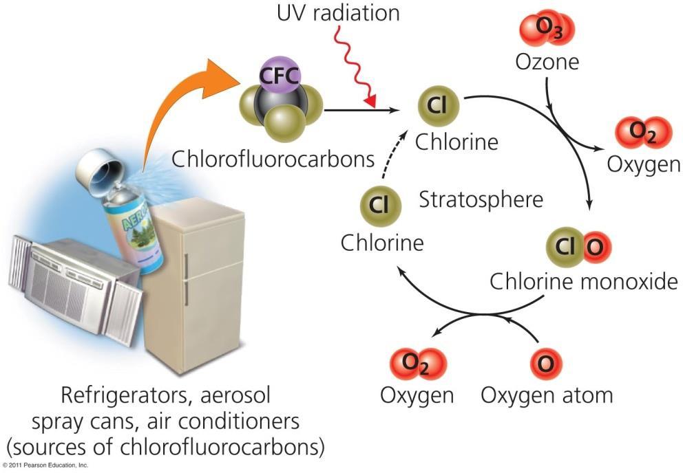 CFCs destroy ozone CFCs remain in the stratosphere for a century UV radiation breaks CFCs into chlorine and carbon atoms The