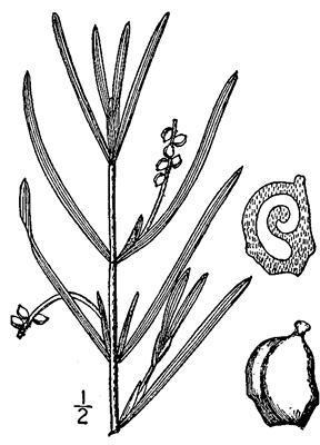 Slender naiad (Najas flexilis) and southern naiad (Najas guadalupensis) have finely branched stems that grow from a rootstock. Leaves are short (1-4 cm), pointed and grow in pairs.