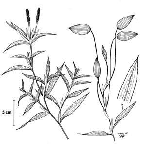 Large-Leaf Pondweed (Potamogeton amplifolius) also referred to by fisherman as cabbage weed, is a perennial herb that emerges from a ridged black rhizome.