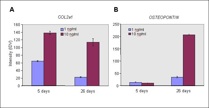 Fig. 3 Semi-quantitative RT-PCR analysis of Col2a1 (Collagen 2a1) and osteopontin in neural crest cells grown in the presence of either 1 ng/ml or 10 ng/ml FGF2 for different lengths of time.