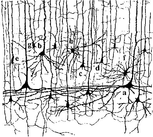 Week 14-part 1: Review: The brain is complex Neuronal Dynamics Brain dynamics is