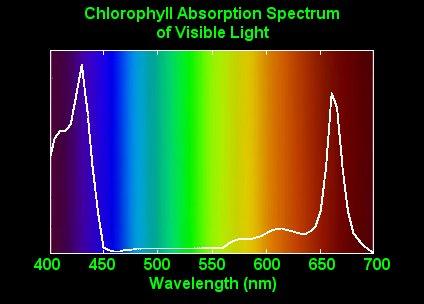 The lowest energy light (in the red region) that chlorophyll absorbs corresponds to the energy gap between the highest filled pi orbital and the lowest empty pi orbital.