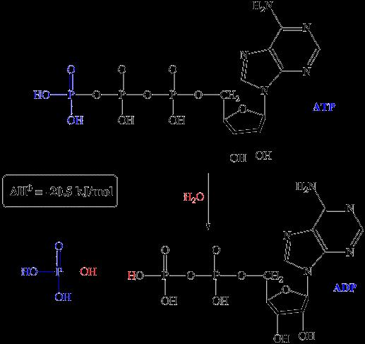 In photosynthesis, the extra energy from the photoexcitation of chlorophyll is ultimately used to drive the synthesis of ATP from