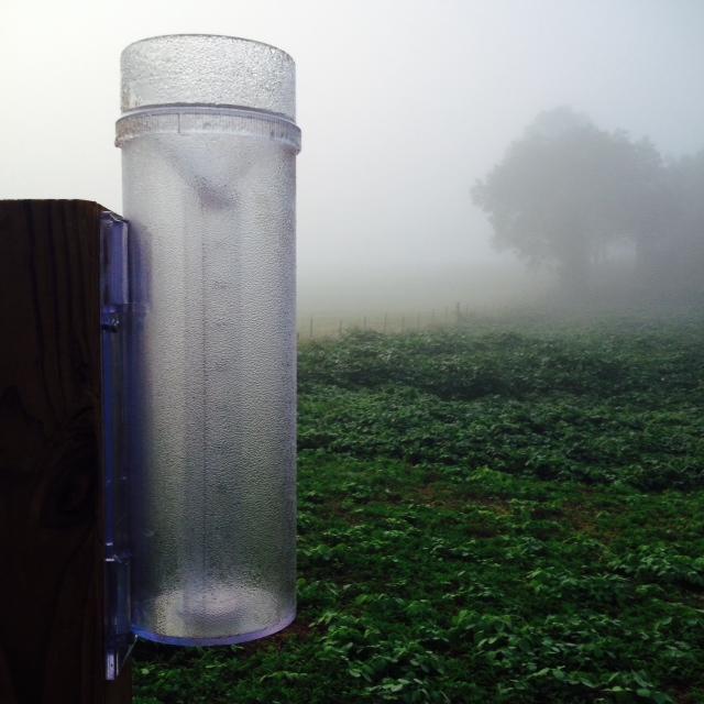 Do I report morning dew that has collected in my rain gauge?