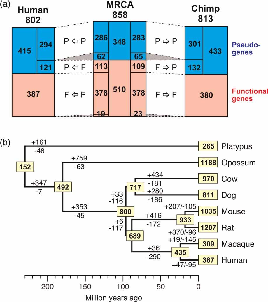 Niimura Figure 2. Evolutionary changes in the number of olfactory receptor (OR) genes in mammals.