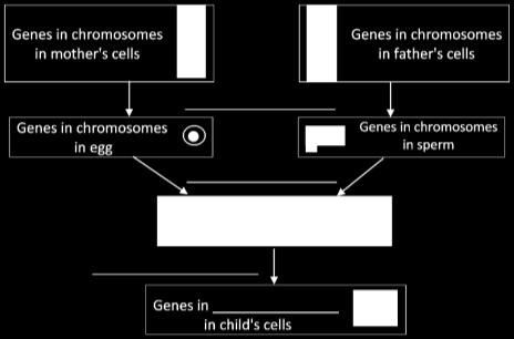 Meiosis and Fertilization Understanding How Genes Are Inherited 1 