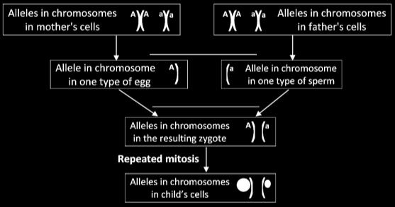 genotype. This flowchart shows one possible outcome of meiosis and fertilization for these parents. 21a.