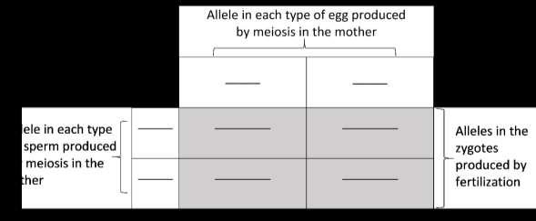 This chart will guide you as you model meiosis and fertilization. Outline the rectangles of this chart on your lab table, using chalk, dry erase marker or tape.