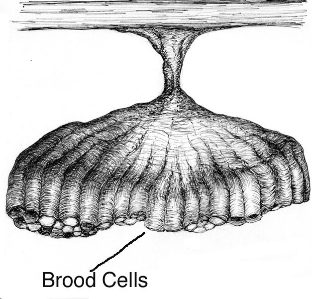 It is an oblong-shaped (football shaped) and may have numerous horizontal brood cells in it. D.