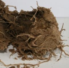 The influence of heterogeneity derived from clay fragments in a sandy soil matrix Total root nutrient contents Total nutrient contents (mg g -1 ) Roots that grew in the sandy substrate Root that grew