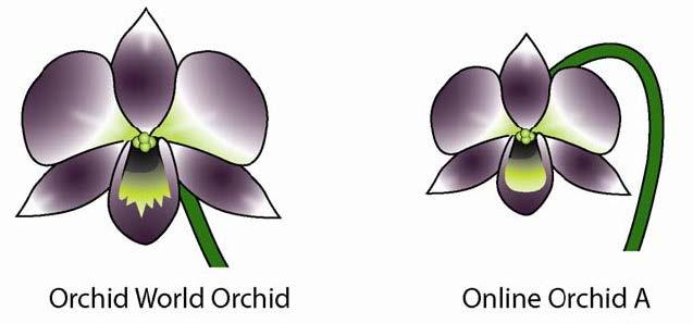 The owner of a local flower store (Orchid World) has asked you to investigate a possible crime the theft and