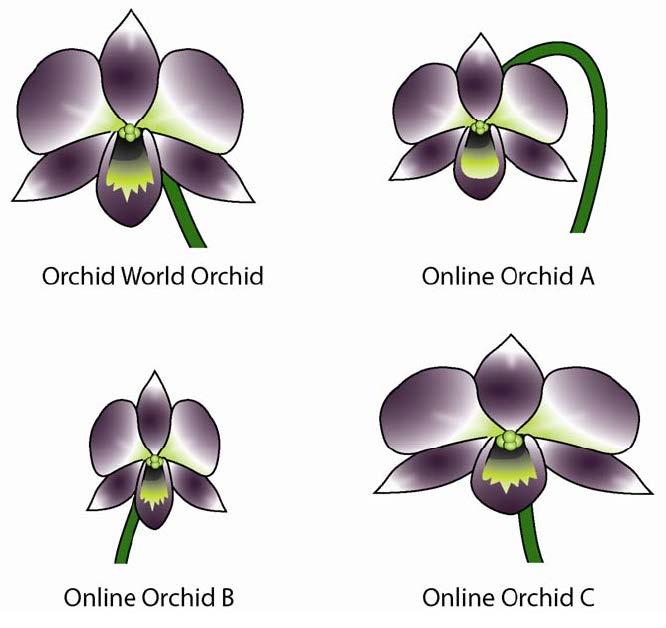 Your Task: Analyze biological evidence to determine if the orchids sold by the online flower companies