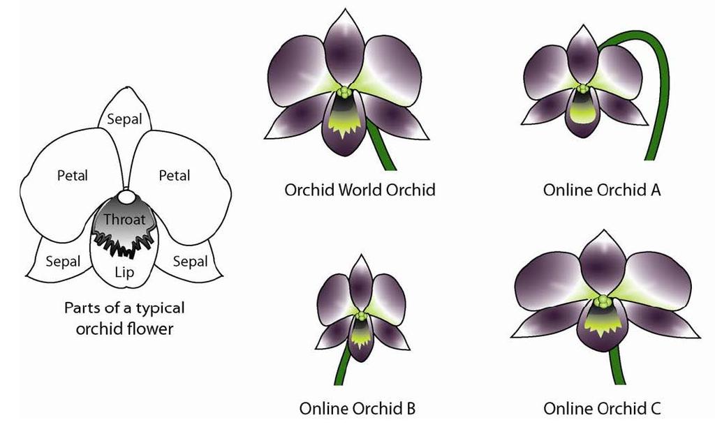 Part 1: Analysis of Flower Structure You will compare the structure of