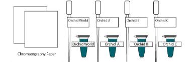 Part 2: Analysis of Flower Pigments You will use paper chromatography to compare the pigments present in the four orchid flowers.