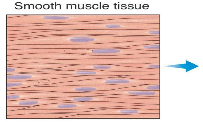 Levels of Organization Tissues Similar cells are grouped into units called tissues.