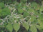 Japanese Knotweed Scientific Name: Fallopia japonica Is native to