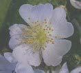 Multiflora Rose Scientific Name: Rosa multiflora Is native to Japan, Korea &