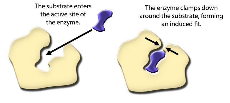 Enzymes Catalysis Considerations -