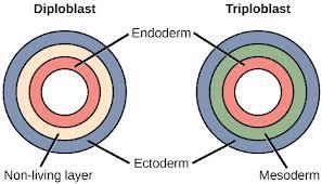 tissues v Diploblastic animals have ectoderm and endoderm no mesoderm include jellyfish and comb
