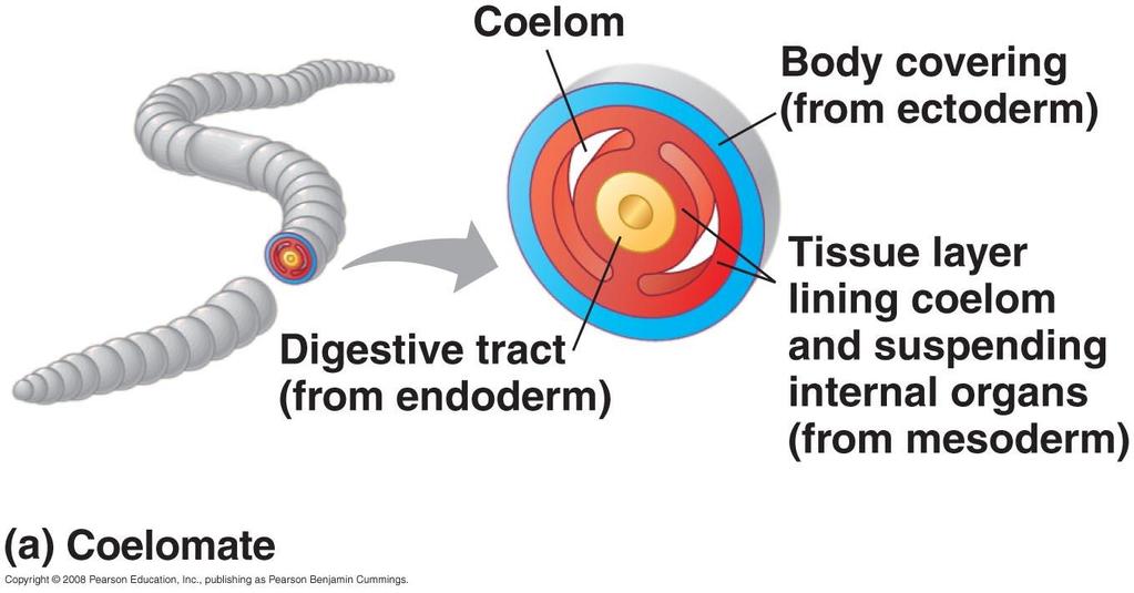 Evolution of body cavity 18 Body cavity (coelom) Fluid or air-filled space separating the digestive tract from the outer body wall