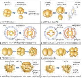 Protostome Deuterostome Mouth first Spiral cleavage Coelom splitting Mosaic embryo Anus first Radial cleavage Coelom outpocket Regulative embryo Major Points Distinction between Taxonomy and