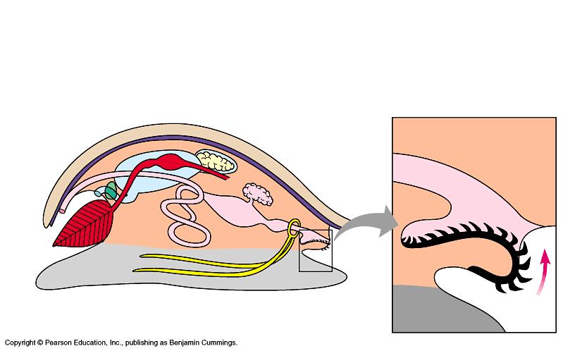 Gastrulatin (prtstme r Deuterstme) Circulatry system Yes r n Open r
