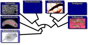 6. Lophotrochozoa versus Ecdysozoa Ecdysis = process of moulting, having an