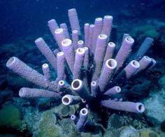 Protozoa Metazoa Porifera