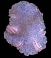 Protozoa Porifera Metazoa